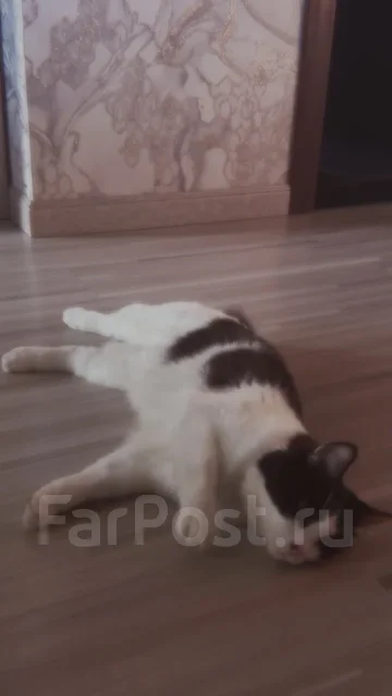 �����. ����