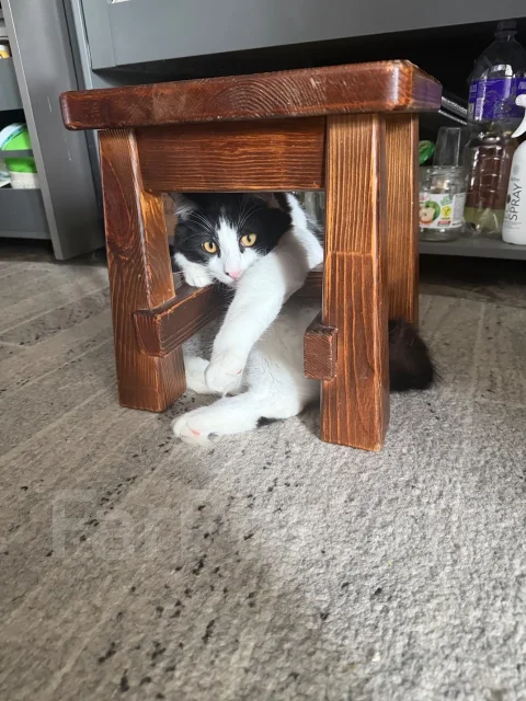 �����. ����