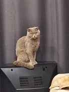 �����. ����