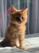 ����-���. ����