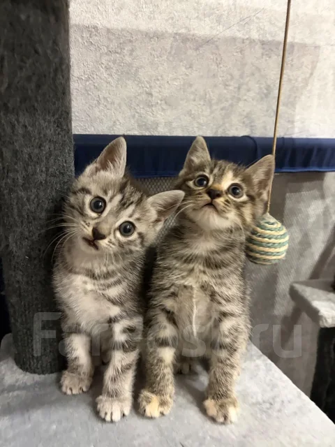������ � ������ ���� ����