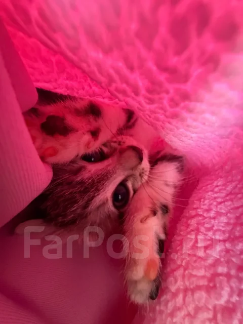 ������ � ������ ���� ����