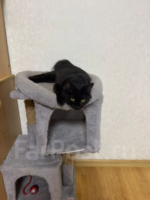 �����. ����