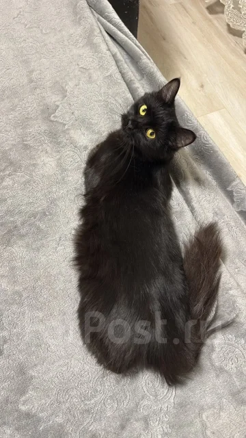 �����. ����