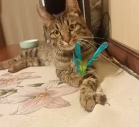 �����. ����