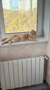 ����������� ��������� �����. ����