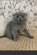 ���������� �����. ����