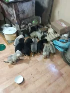 ������. ����