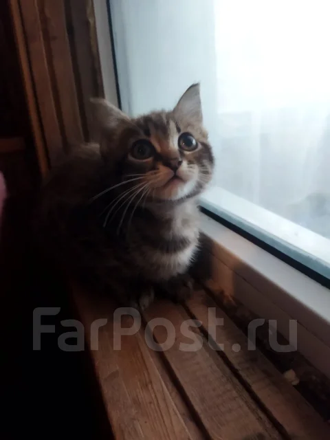 �����. ����