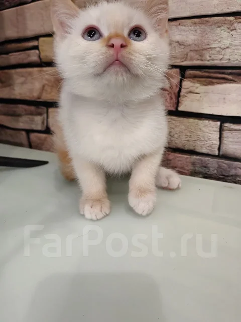 �������� �����. ����