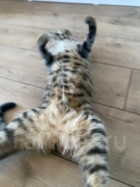 �����. ����