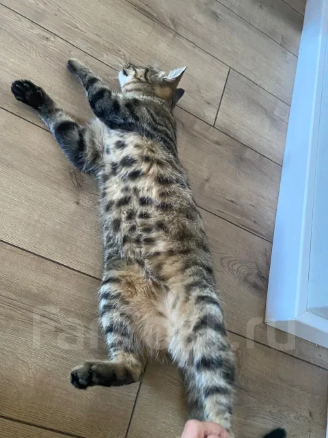 �����. ����