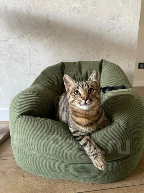 �����. ����