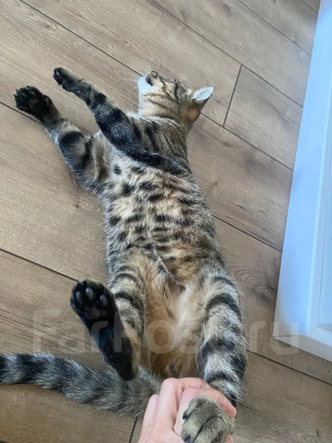 �����. ����
