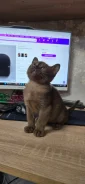 ���������� �����. ����