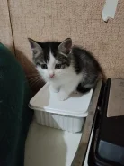 �����. ����