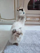 ���������� �����. ����