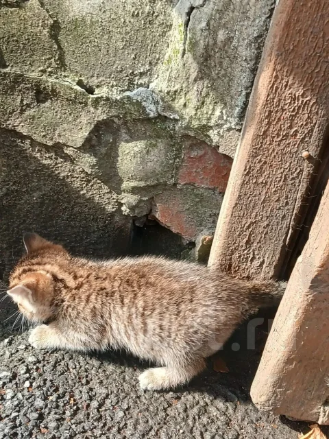 �����. ����