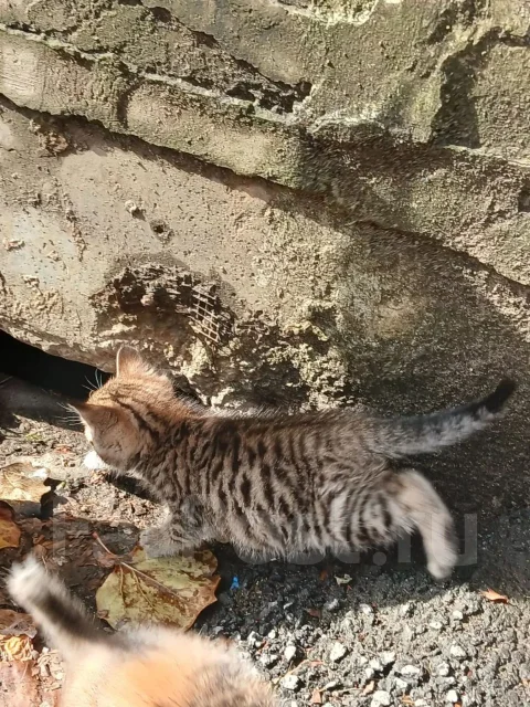 �����. ����
