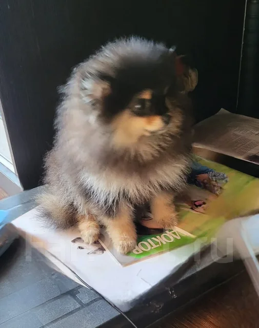 ����. ����