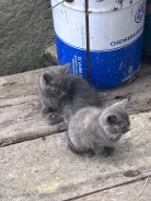 �����. ����