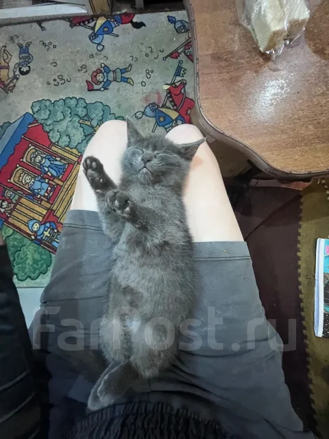 �����. ����