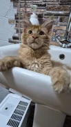 ����-���. ����