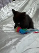 �����. ����