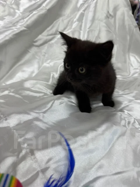 �����. ����