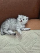 ���������� �����. ����