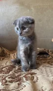 �����. ����