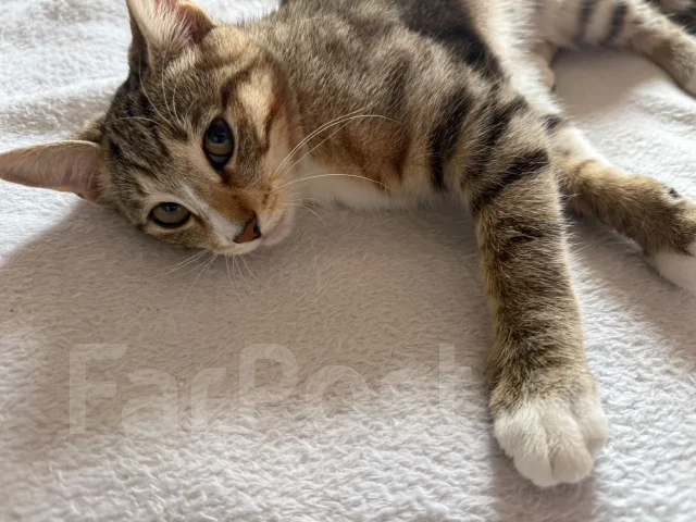 �����. ����