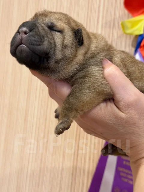 ������. ����