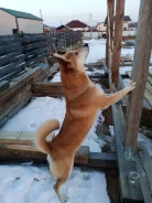 �����. ����