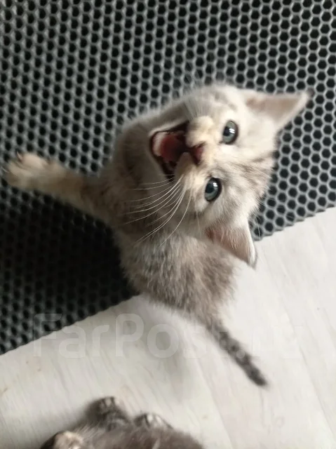 �����. ����
