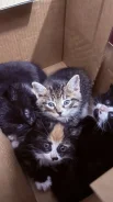 �����. ����