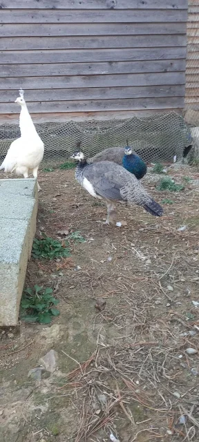 �������. ����