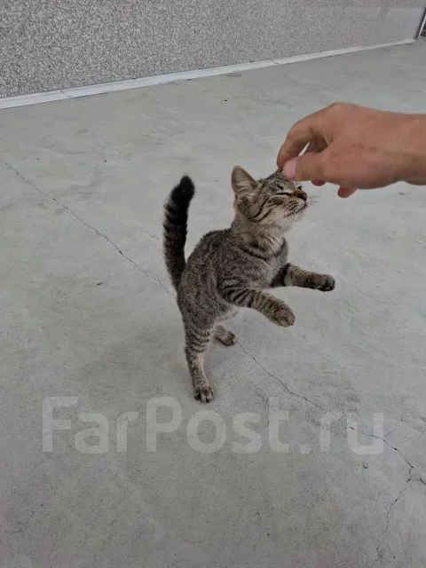 �����. ����