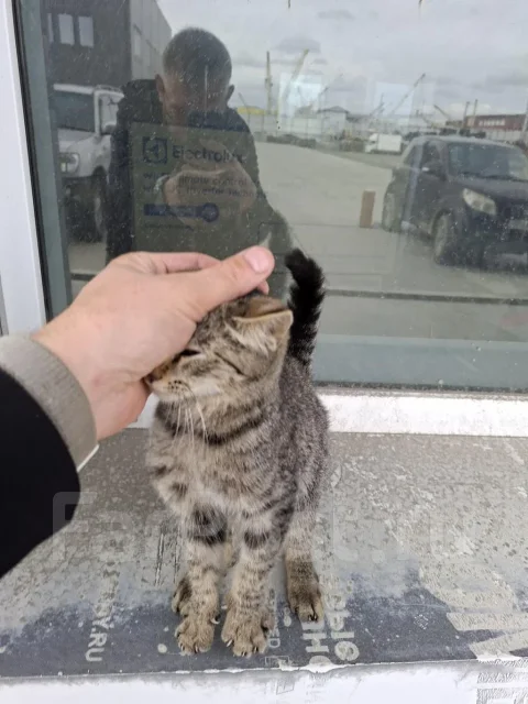 �����. ����
