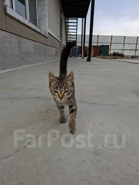 �����. ����