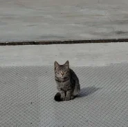 �����. ����