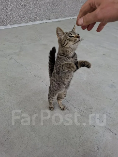 �����. ����