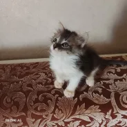������ ��� ����