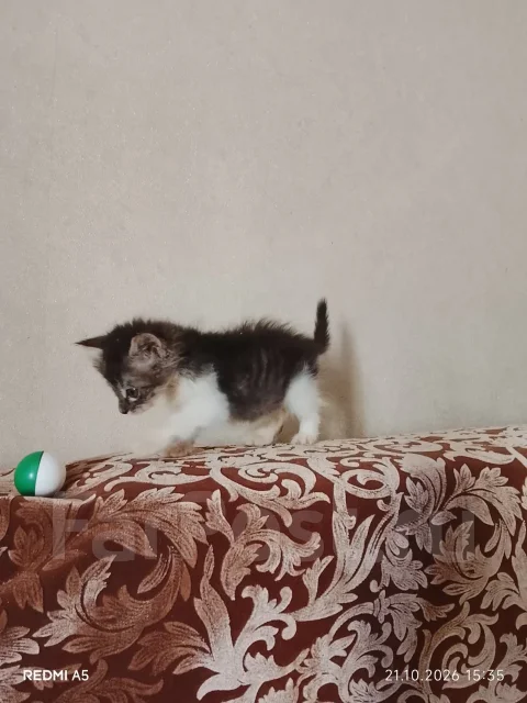 ������ ��� ����