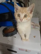 �����. ����