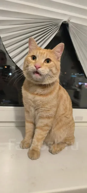 �����. ����