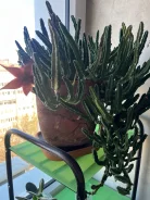 ����� ��������� ��������� ����