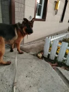 �������� �������. ����