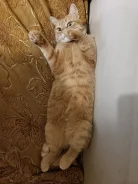 �����. ����