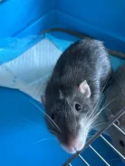 �����. ����